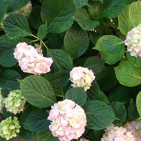 Plavas 게스트하우스