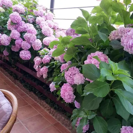 Plavas 3* ソゾポル